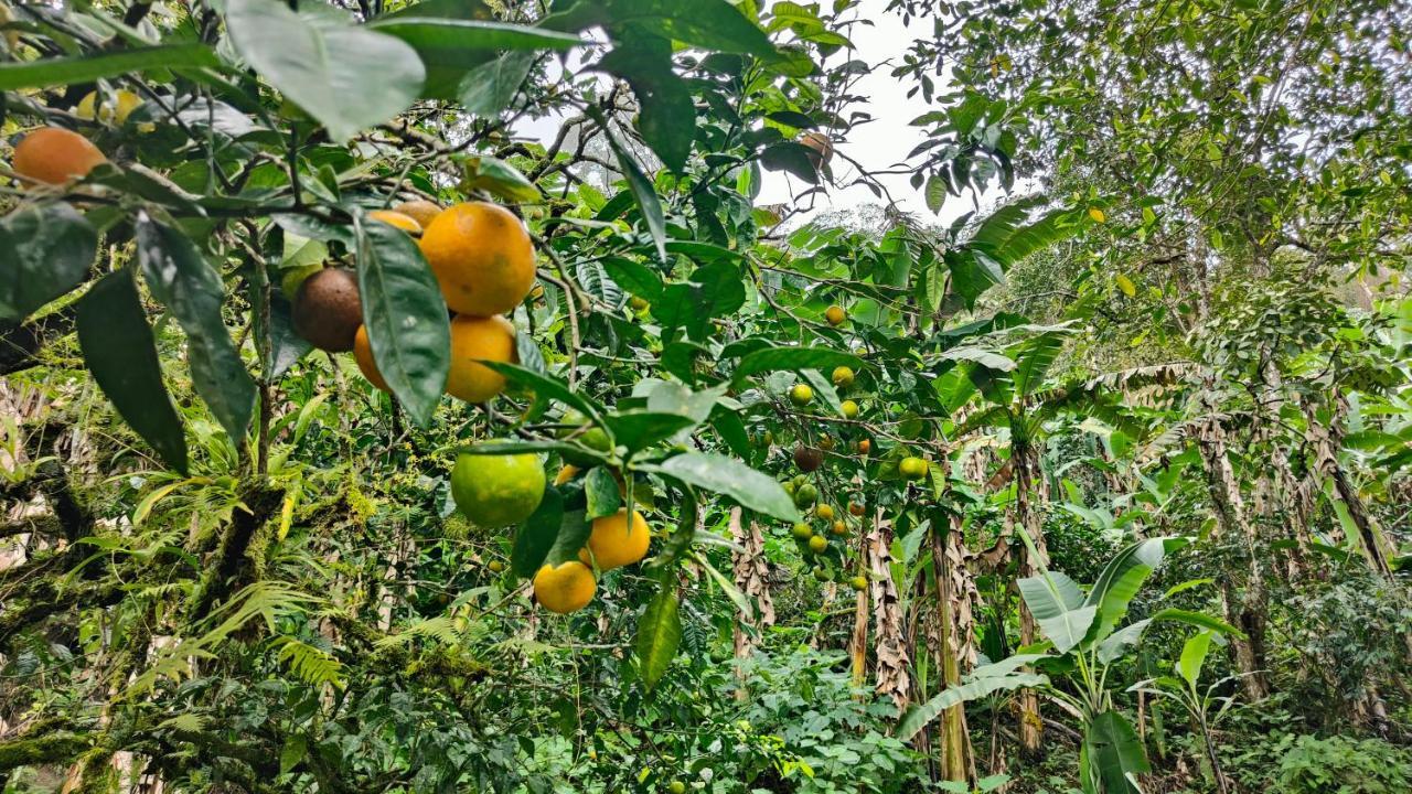 Minca Sintropia - Sustainable Lodge & Organic Coffee Finca 외부 사진