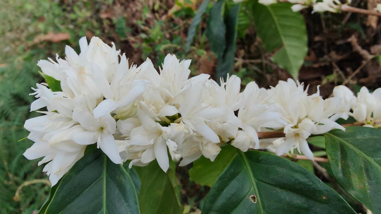 Minca Sintropia - Sustainable Lodge & Organic Coffee Finca 외부 사진